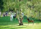 DSC02017 Lipizzaner im Burggarten Foto Pfluegl 160719